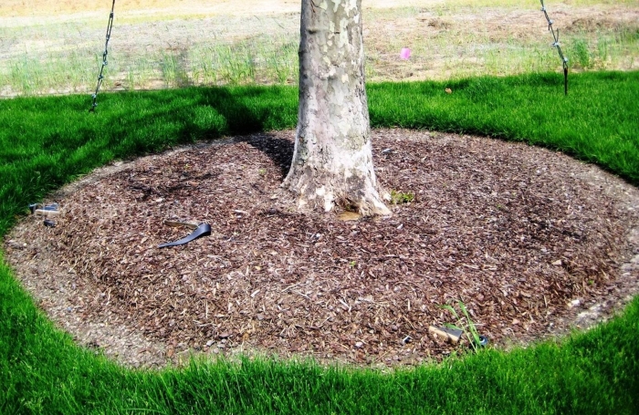 Мульчирование корой приствольный круг