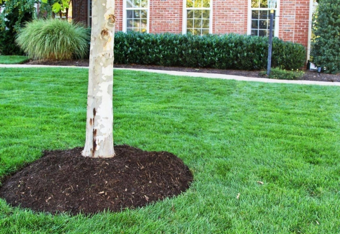 Оформление приствольных кругов деревьев