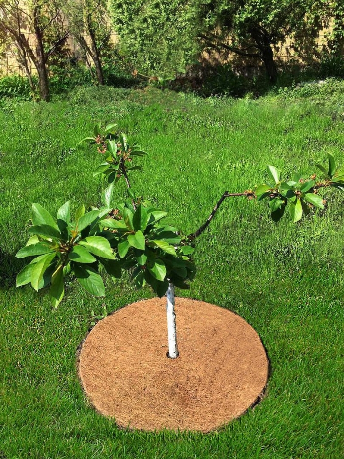 Приствольные круги из кокосового волокна