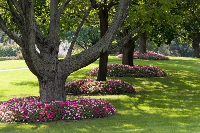 Газоны под деревьями