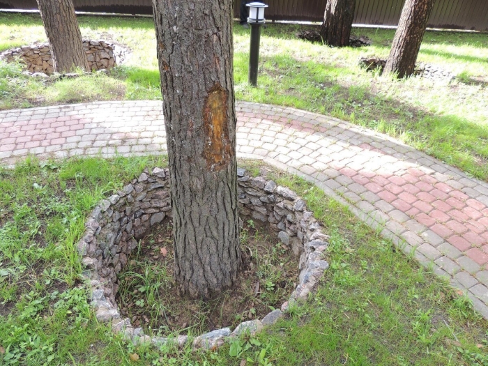 Бордюр вокруг дерева