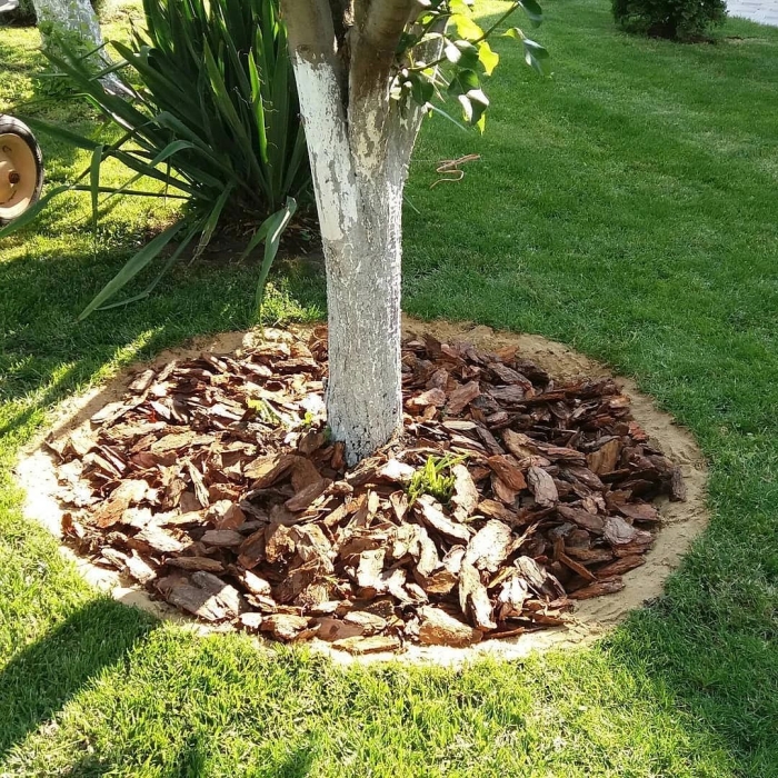 Мульча приствольных кругов