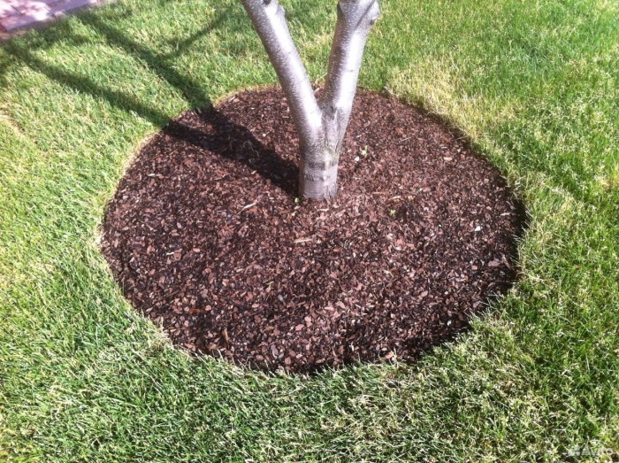 Приствольные круги для плодовых деревьев