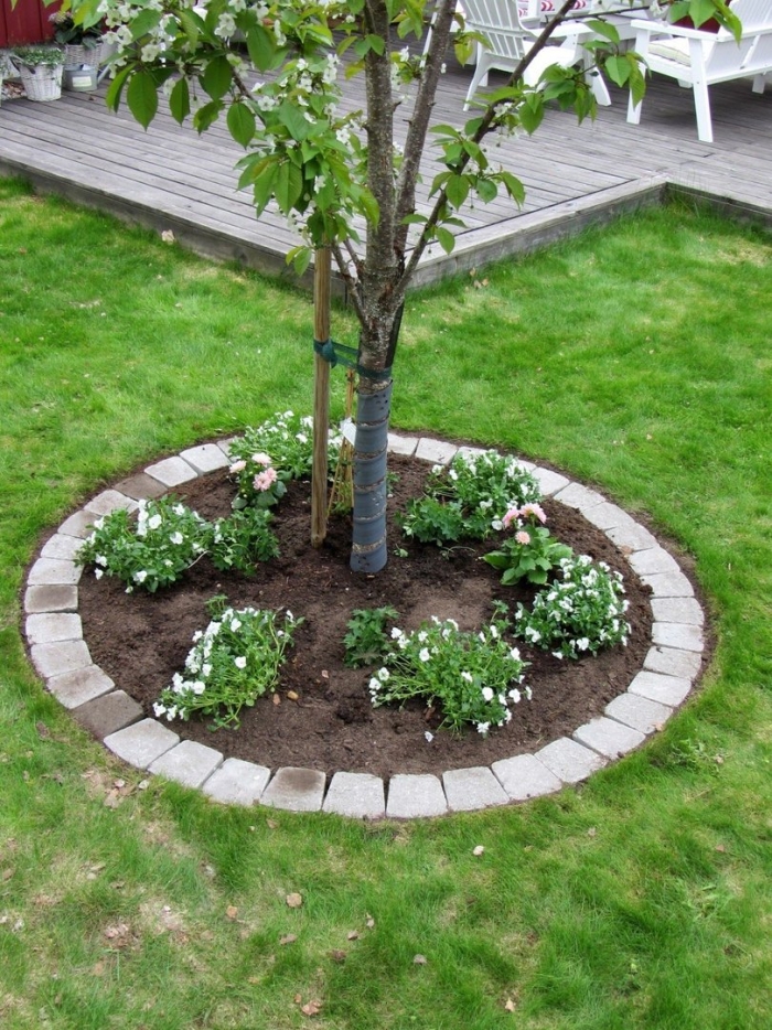 Приствольный круг яблони