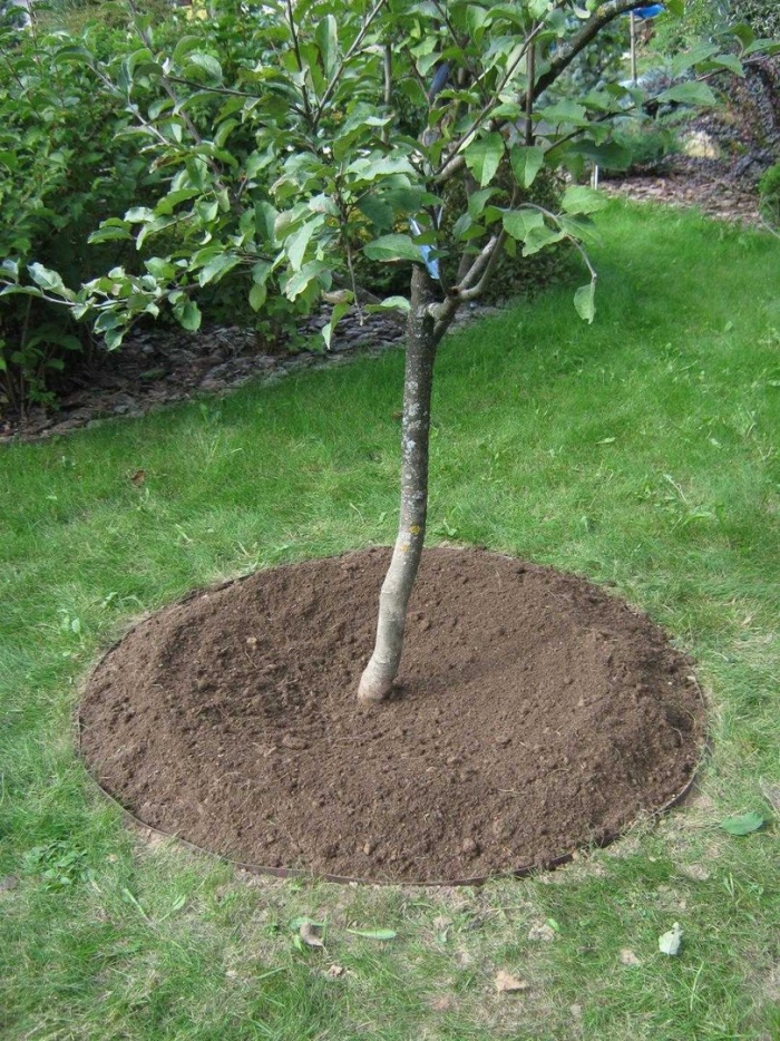 Приствольный круг вокруг яблони