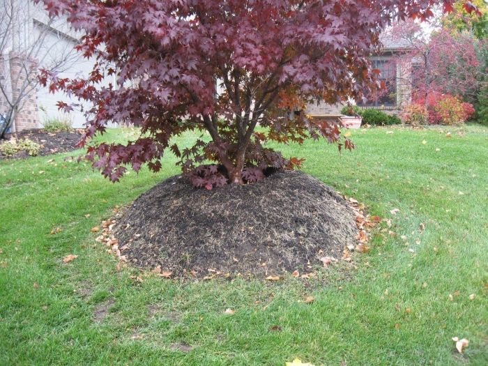 Клен веерный краснолистный