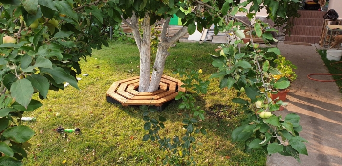 Приствольный круг яблони