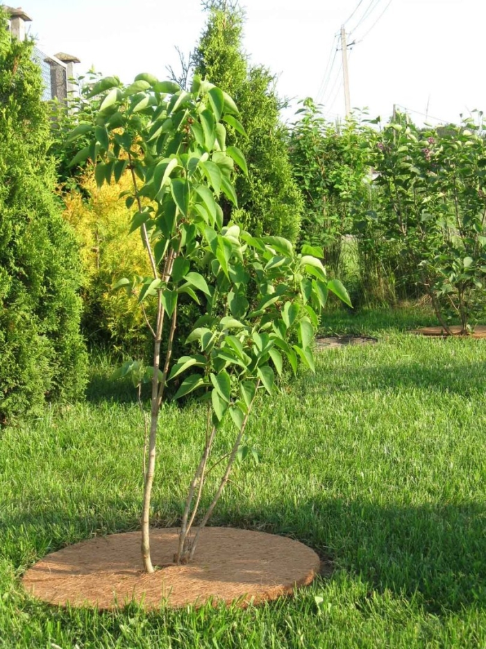 Мульчаграм приствольный круг