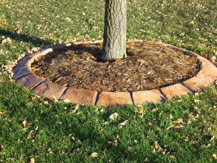 Приствольный круг вокруг яблони