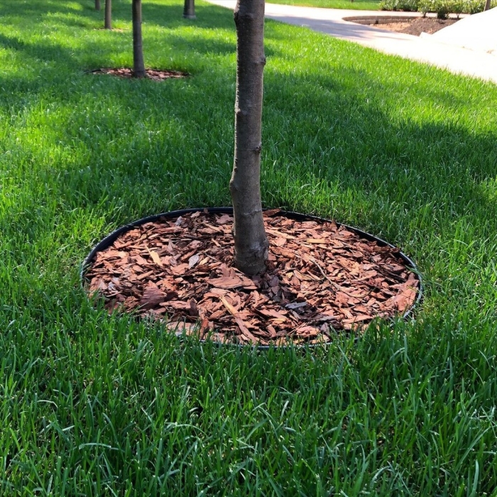 Мульча приствольных кругов