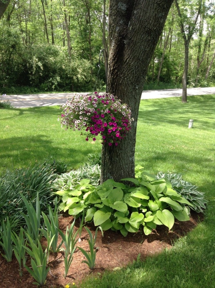 Клумба под деревом