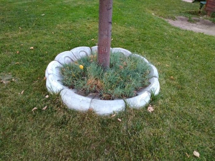 Вокруг плодовых деревьев приствольный круг