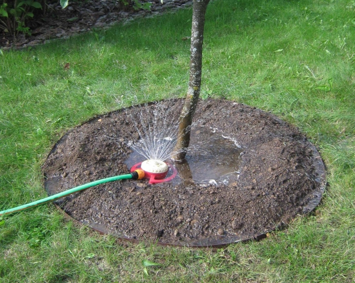 Полив деревьев