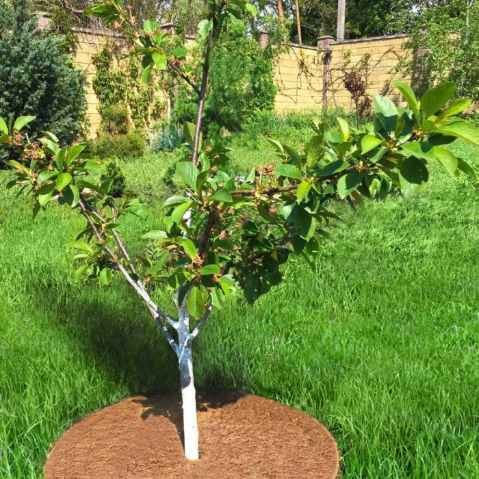 Круг приствольный мульчаграм 60 см