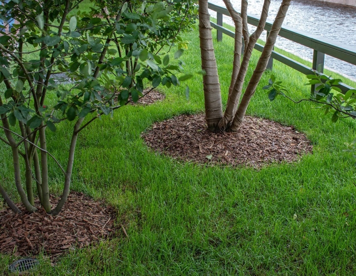 Приствольные круги для деревьев