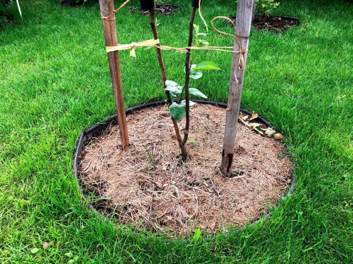 Приствольный круг для колоновидной яблони