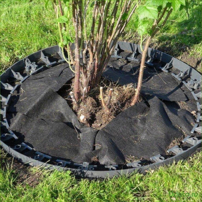 Приствольный круг для кустарников