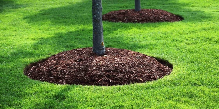 Мульчирование приствольного круга туи