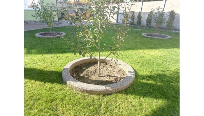 Приствольный круг смородины