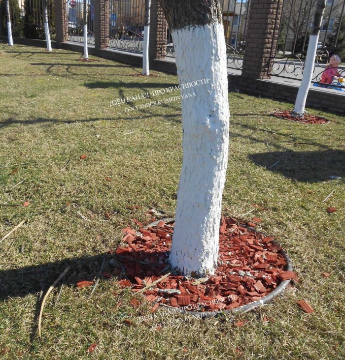 Побелка деревьев