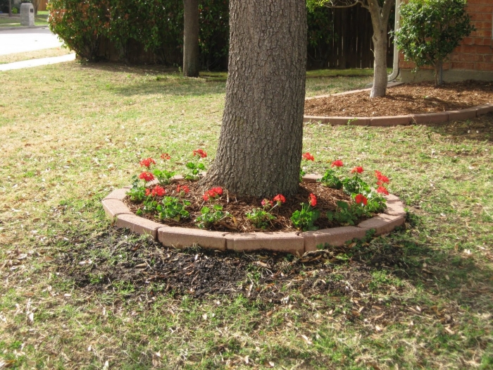 Приствольный круг яблони портулак