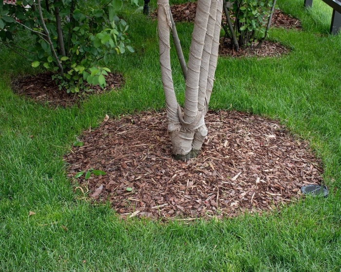 Замульчировать приствольный круг яблони