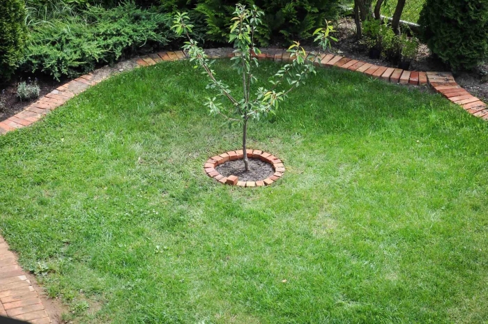 Приствольный круг яблони
