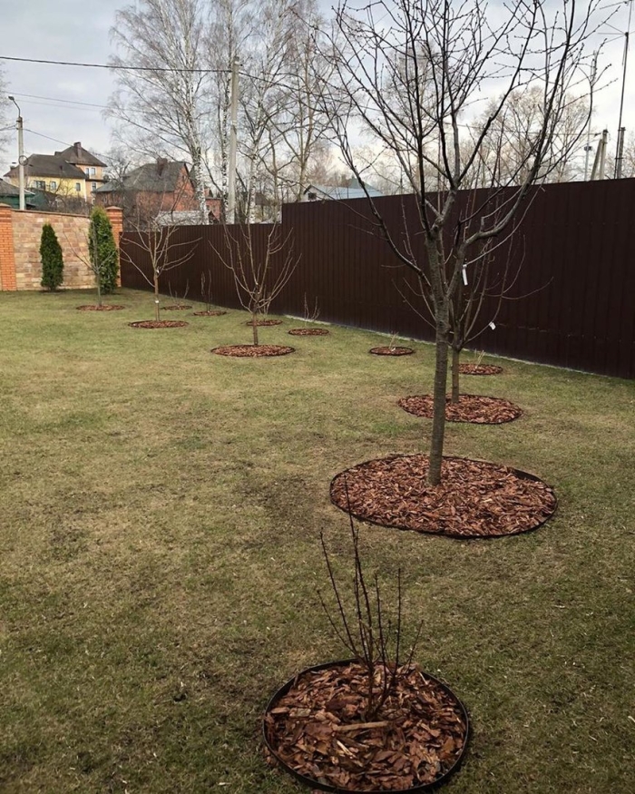 Сад с плодовыми деревьями