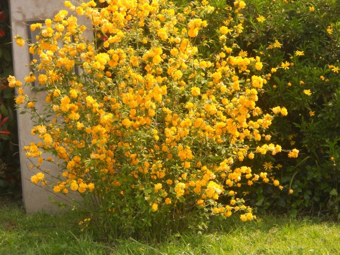 Японская керрия кустарник