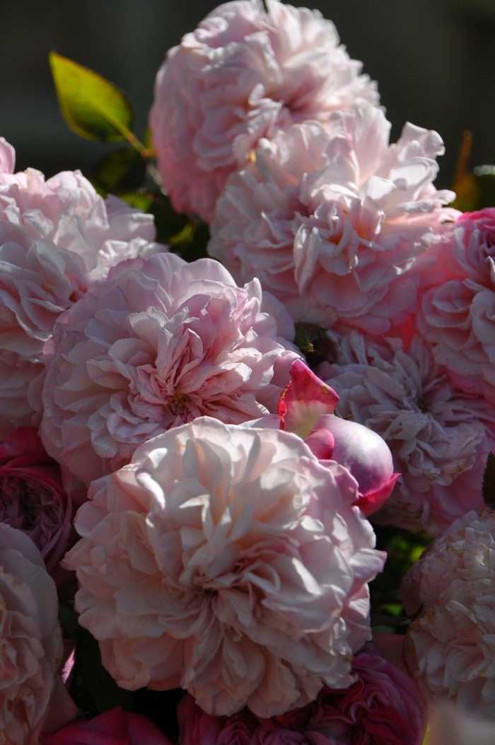 Роза японская парис