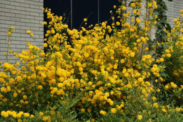 Керрия японская pleniflora