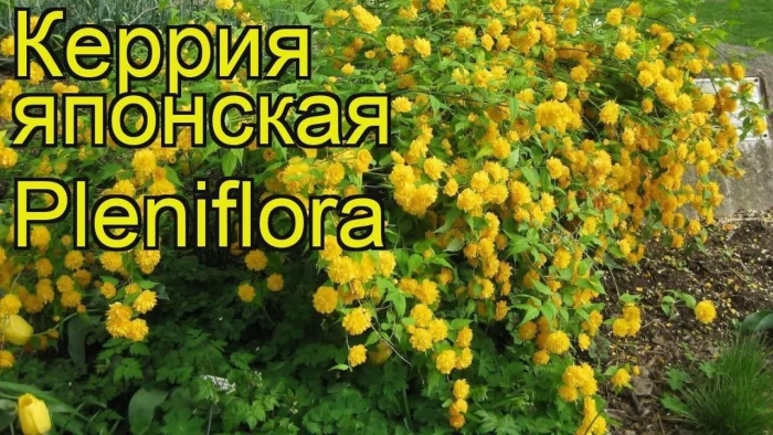 Керрия японская