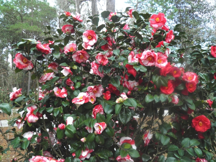 Camellia japonica