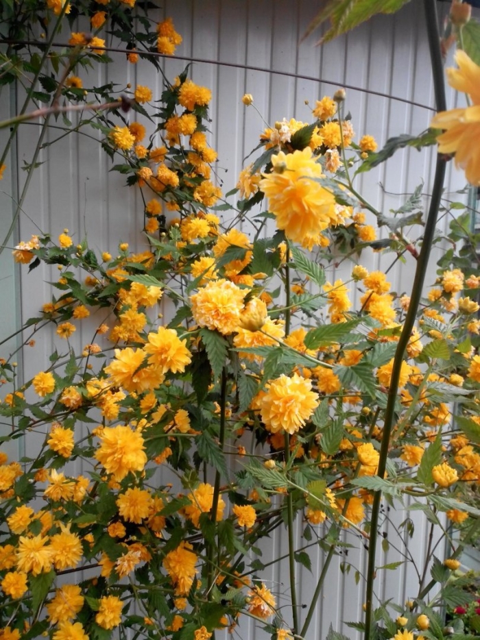 Керрия японская махровая