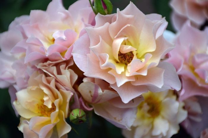 Роза японская