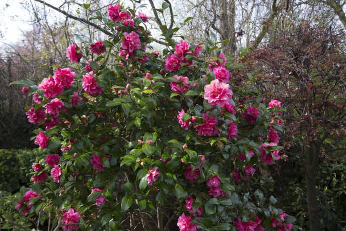 Камелии куст