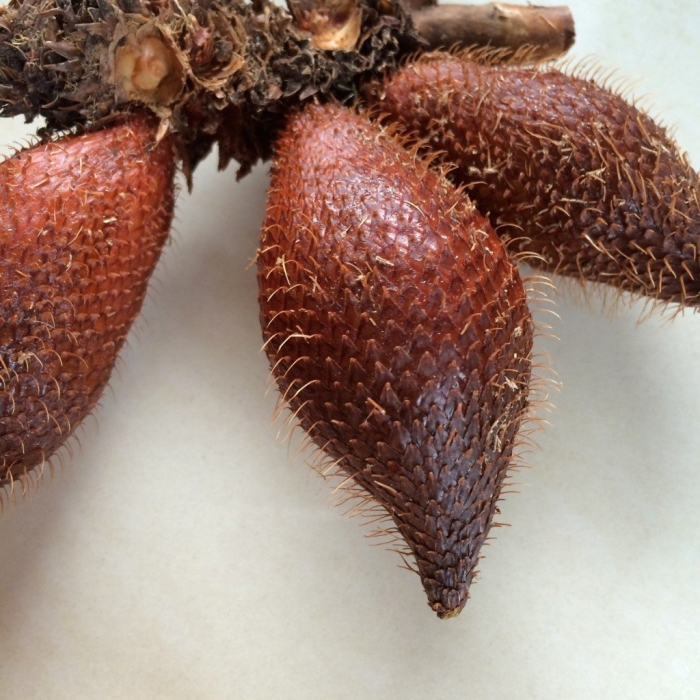 Салак пальма