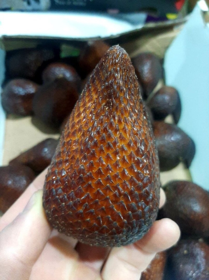 Салака змеиный фрукт