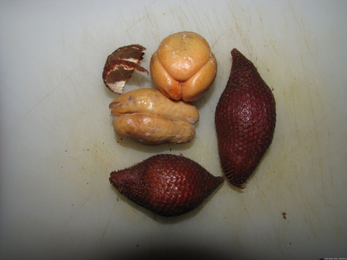 Змеиный фрукт салак