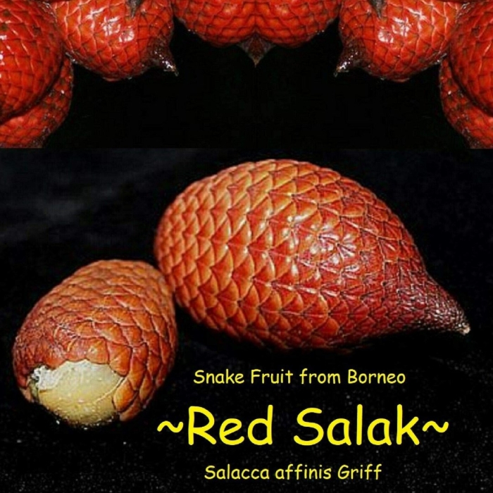 Snake fruit