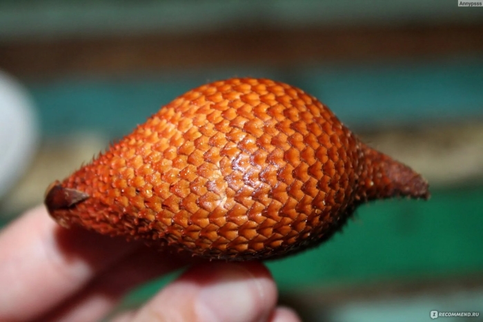 Змеиный фрукт в домашних условиях