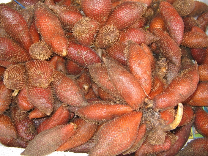 Salacca wallichiana