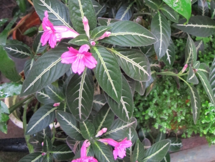 Руэллия голубая