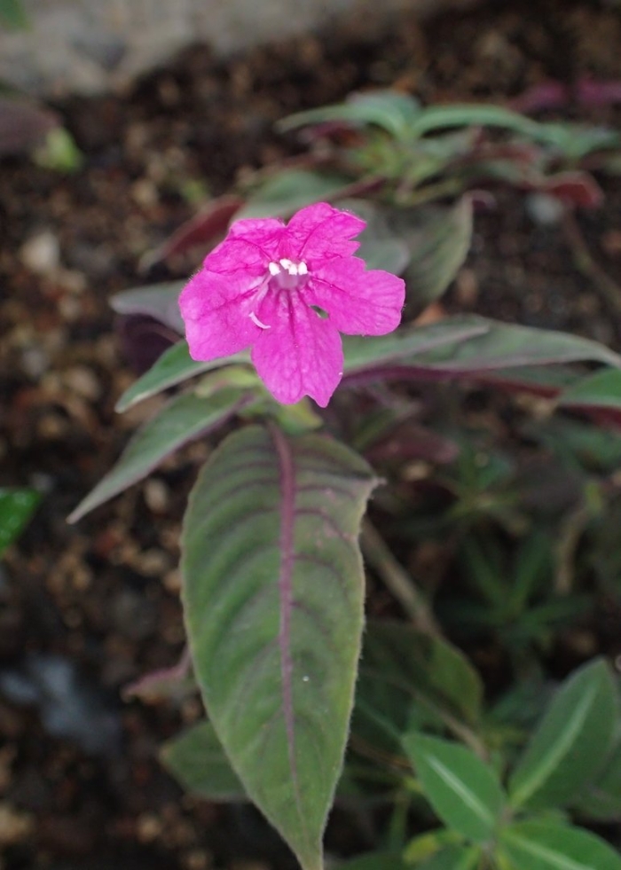 Ruellia portellae