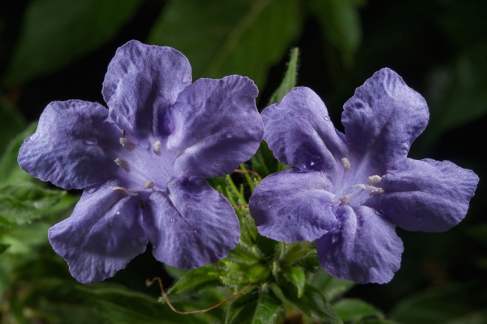 Руэллия ампельная