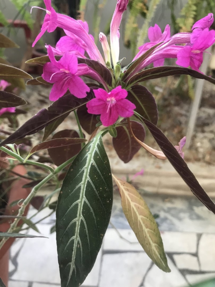 Руэллия ампельная