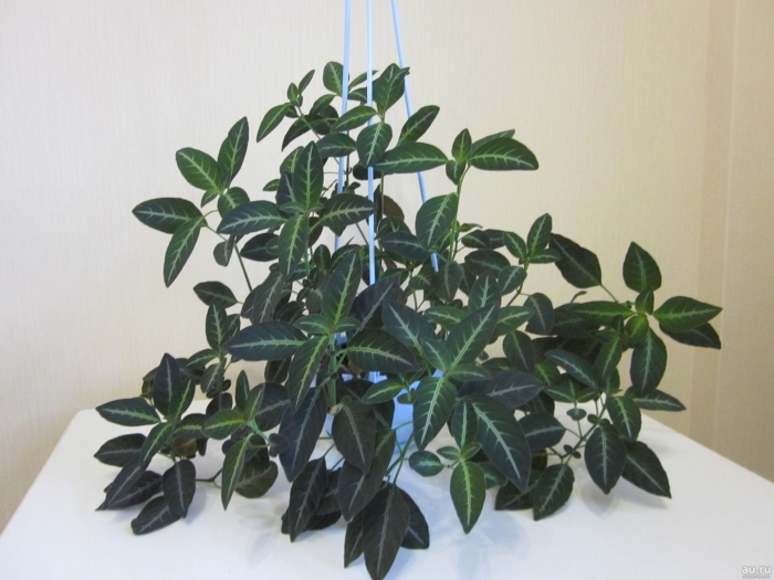 Руэллия девоса