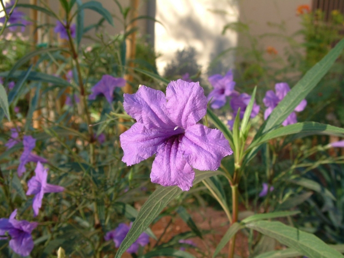 Руэллия бриттона ruellia brittoniana