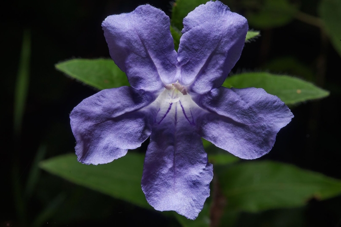 Руэллия портелла