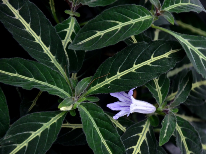 Руэллия портелла